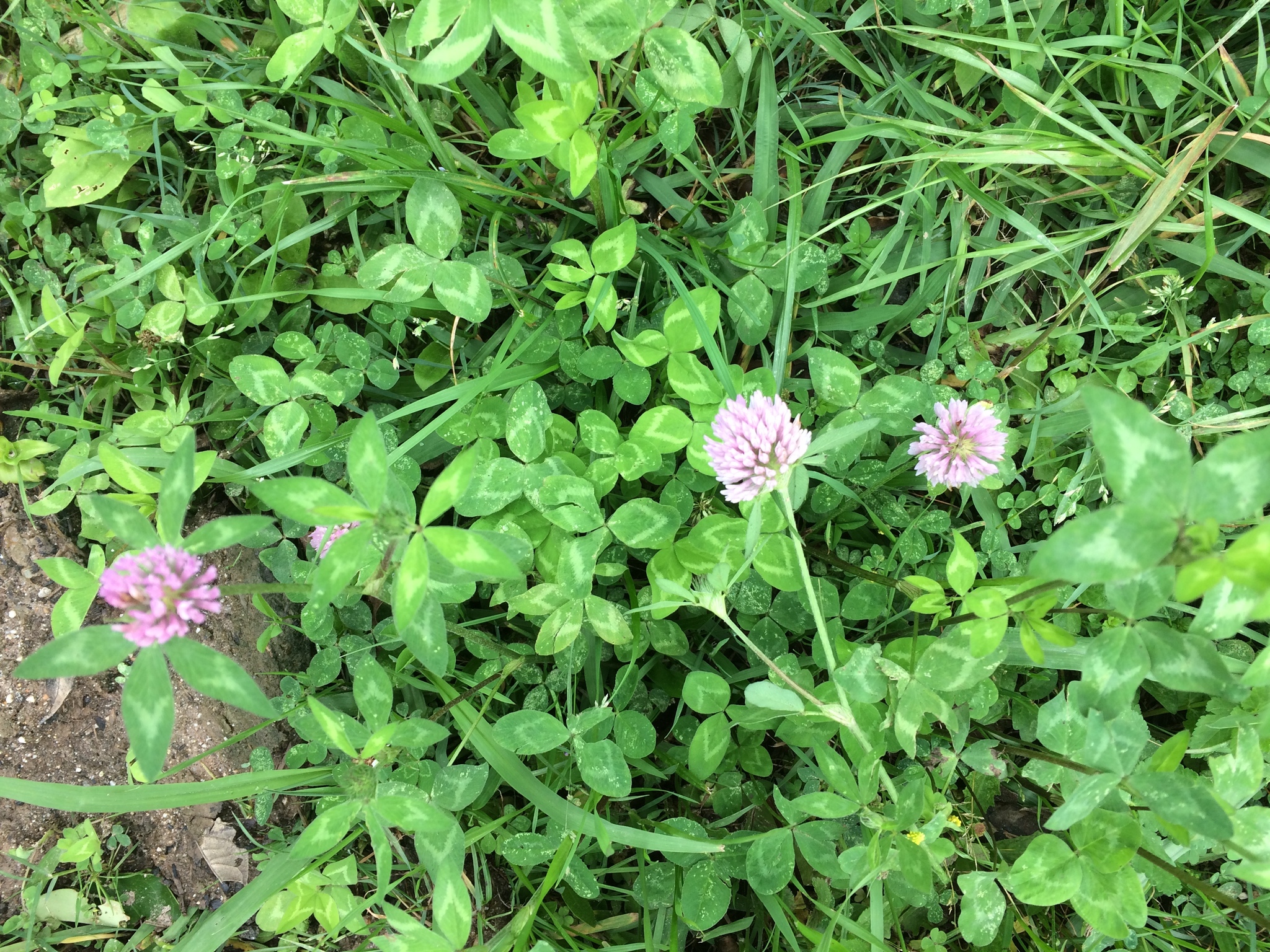 Trifolium pratense