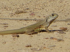 Leiolepis belliana