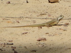 Leiolepis belliana