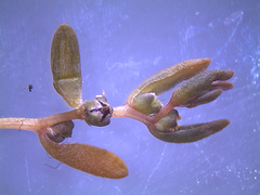 Suaeda novae-zelandiae