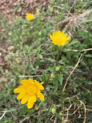 Ranunculus macranthus
