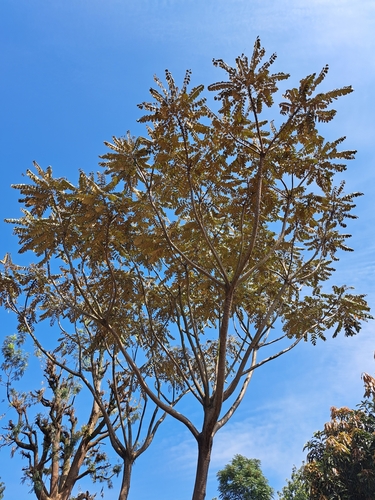 Polyscias fulva