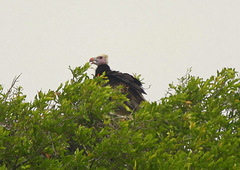 Trigonoceps occipitalis