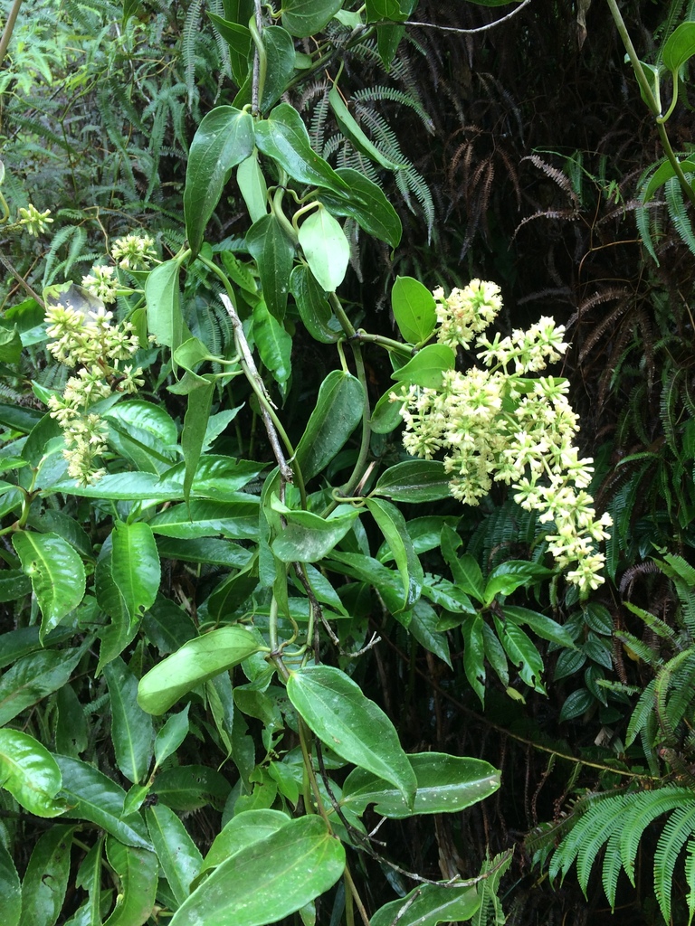 Mikania laevigata