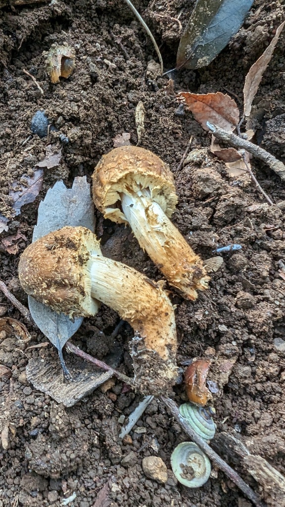 Descolea flavoannulata · October 2023 · photo: © atsushi_nakajima_cirque (iNaturalist, cc-by)