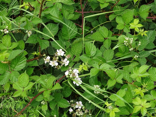 Image of Rubus affinis by (c) Shaun Swanepoel, some rights reserved (CC BY)