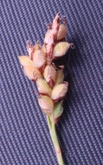 Carex concinna