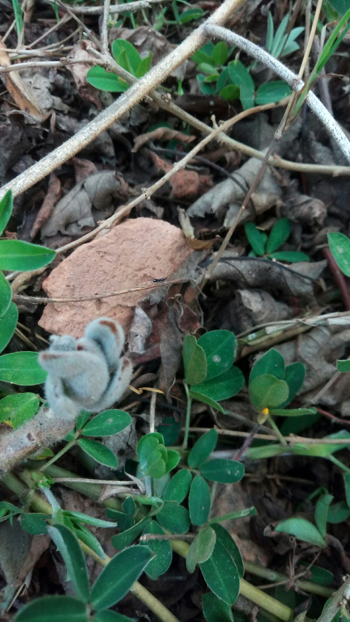 Imagem de Planta-panda