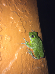 Hyla gratiosa