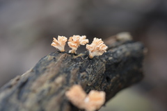 Xylaria flabelliformis