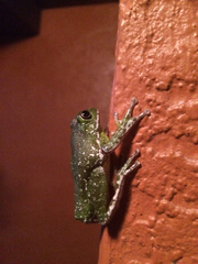 Hyla gratiosa