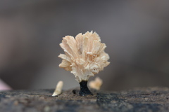 Xylaria flabelliformis