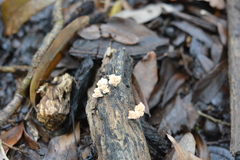 Xylaria flabelliformis