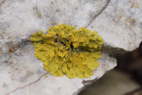 diskovník múrový (Xanthoria parietina)