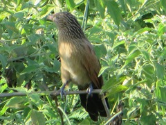 Centropus bengalensis