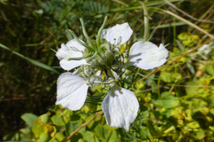 Nigella arvensis