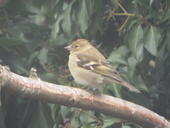 Fringilla coelebs