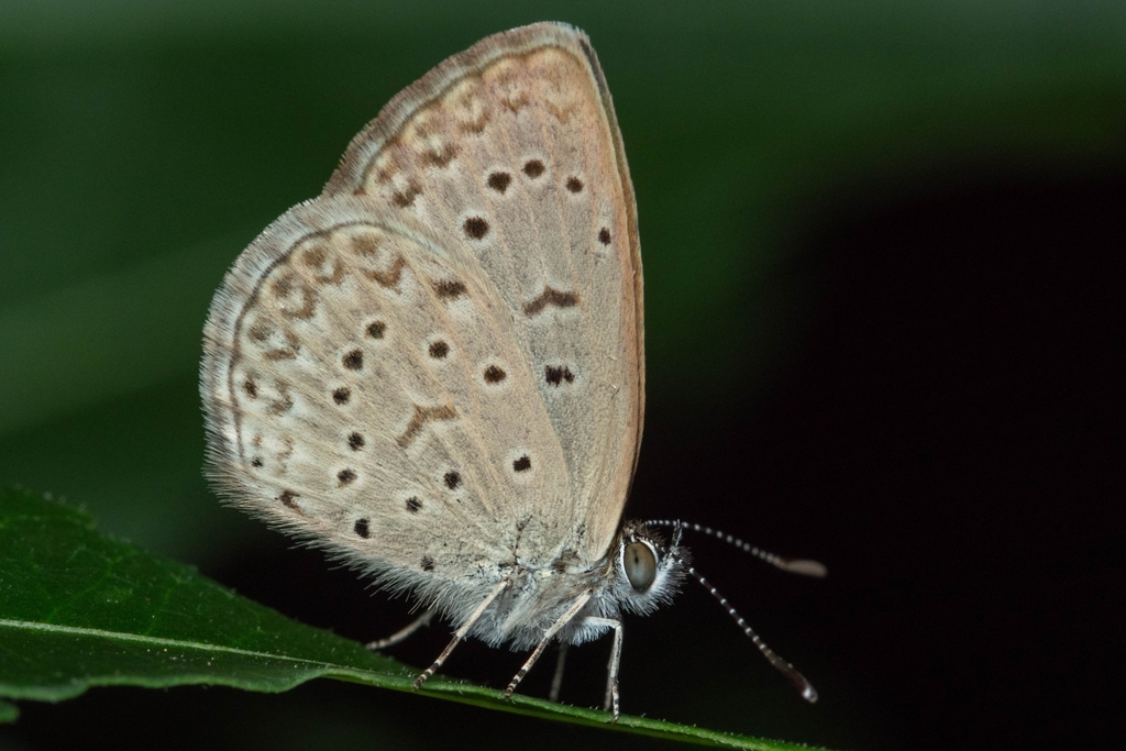African Grass Blue from Virginia, Durban North, 4051, South Africa on