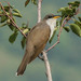 Yellow-billed Cuckoo - Photo (c) nwinograd, some rights reserved (CC BY-NC), uploaded by nwinograd