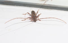 Eburida sublineata