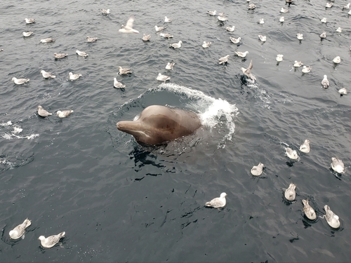 North Atlantic Bottlenose Whale, photo 5 of 10