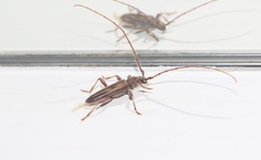 Eburida sublineata