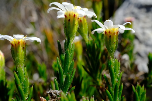 Cape Plumeseed (Zyrphelis capensis)