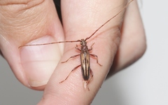 Eburida sublineata