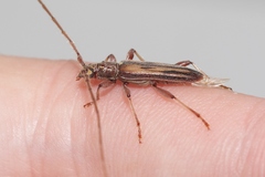 Eburida sublineata