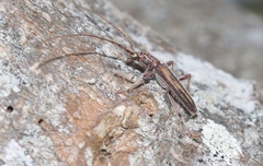 Eburida sublineata