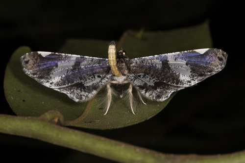 Macrosoma hyacinthina