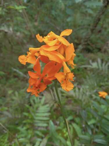 Foto de Mini orquídea