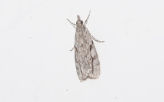 Eudonia bisinualis