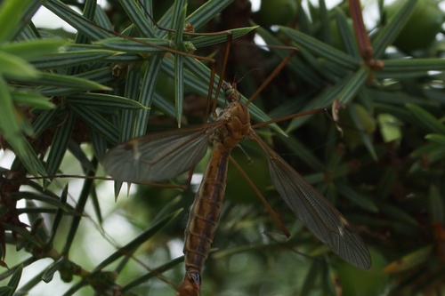 Komari (Tipulidae)