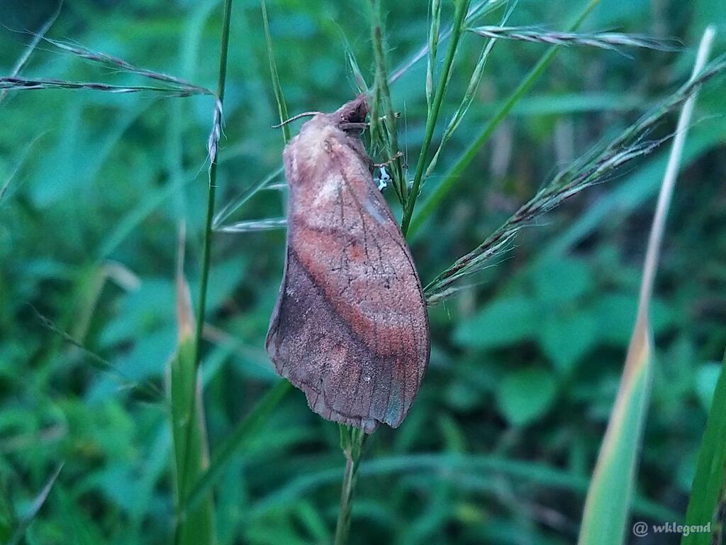 Kunugia divaricata from Hong Kong on October 22, 2023 at 0405 PM by