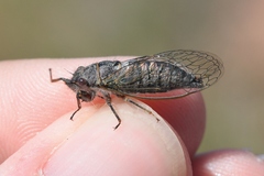 Platypedia laticapitata