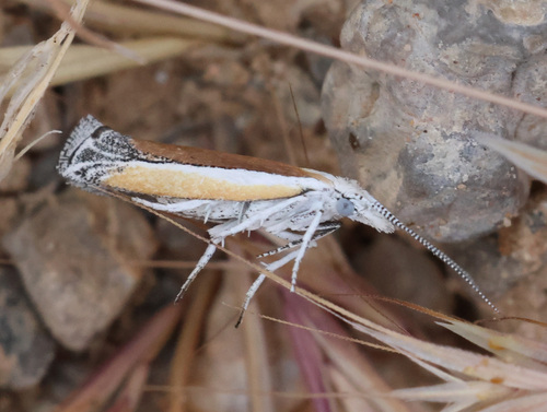 Ypsolopha delicatella photo 3