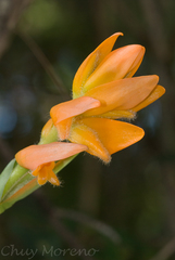 Dichromanthus aurantiacus