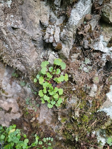 Image of Saxifraga maderensis by (c) Vítor Jorge, some rights reserved (CC BY)