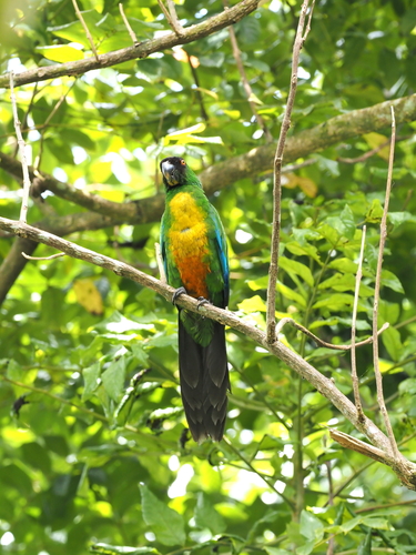 Masked Shining Parrot (Prosopeia personata), photo 3