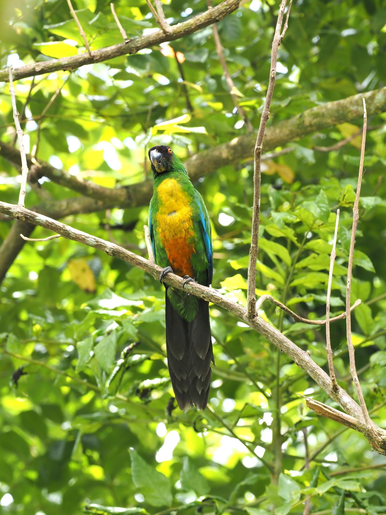Masked Shining Parrot (Prosopeia personata), photo 4