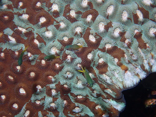 Chromis kennensis