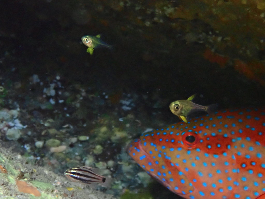 Pempheris analis