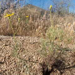 Senecio flaccidus monoensis