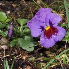 Viola × wittrockiana