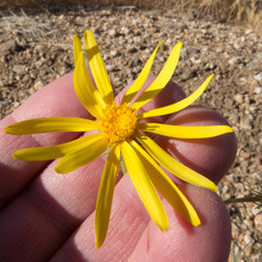 Senecio flaccidus monoensis