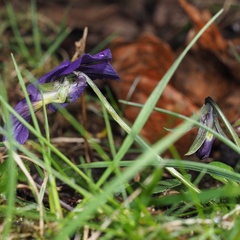Viola × wittrockiana