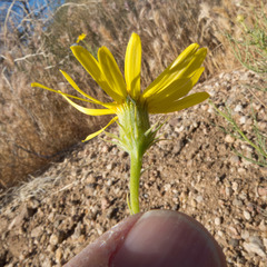 Senecio flaccidus monoensis