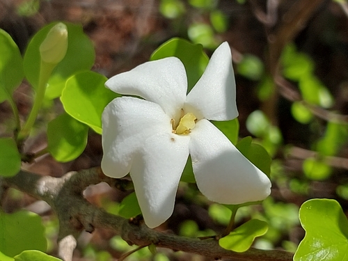 Hyperacanthus sofikomba