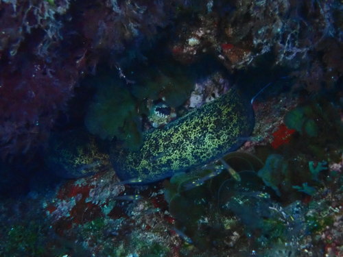 Gymnothorax annasona